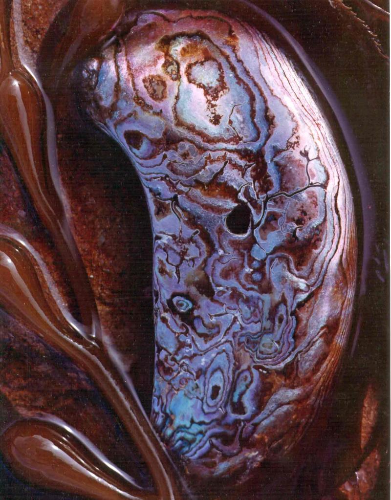 abalone shell fragment and kelp, Pt. Lobos, 1965