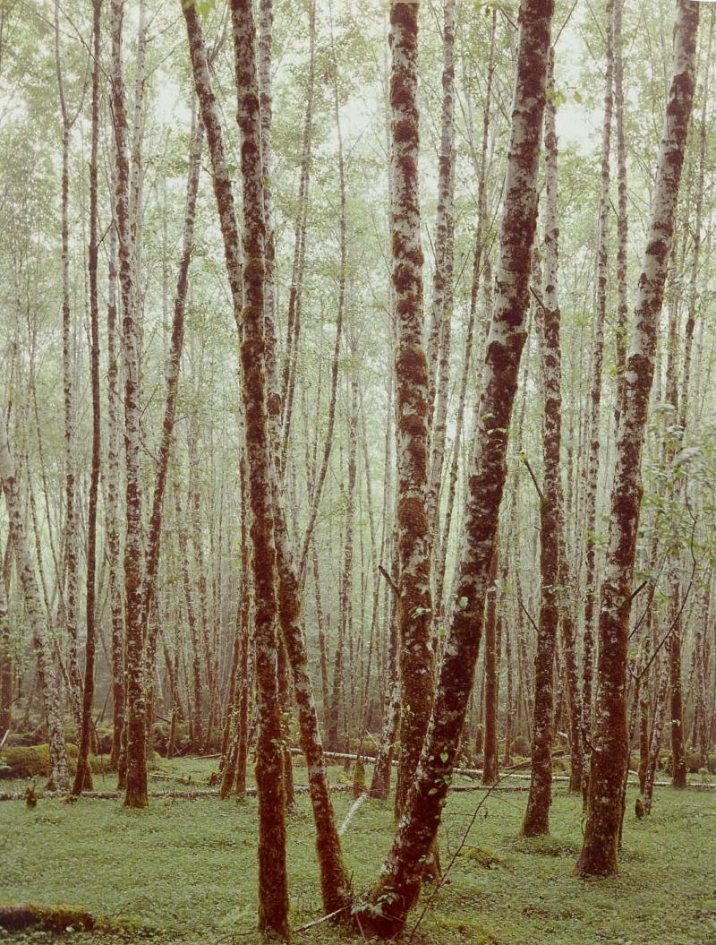 alders in rain, Hoh Valley, Washington, 1967