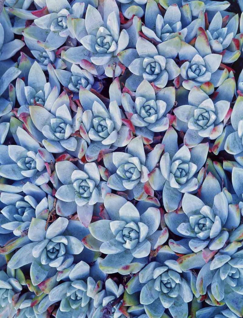 stonecrop succulents, Pt. Lobos, 1966