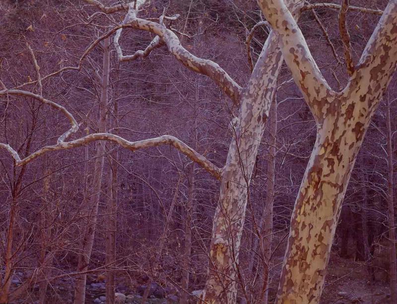 sycamores, Oak Creek Canyon, Arizona, 1967
