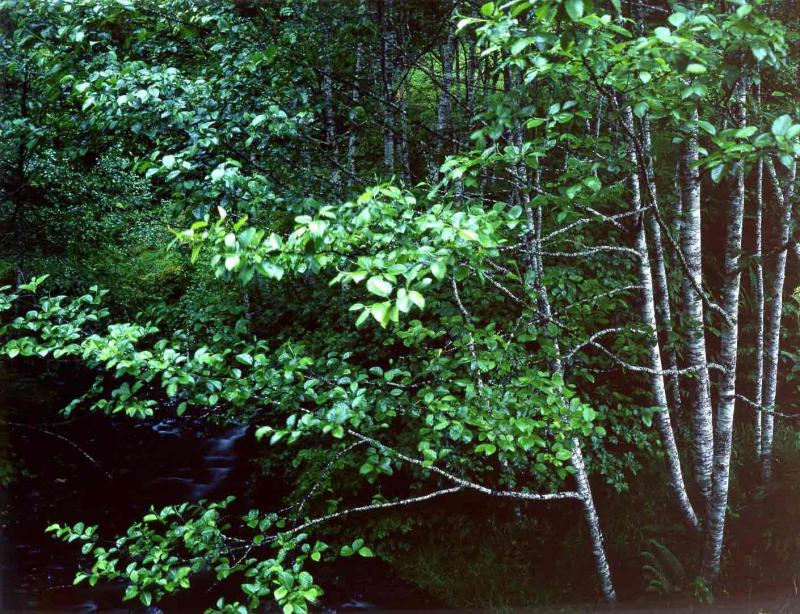 stream and forest near Port Angeles, Washington, 1981