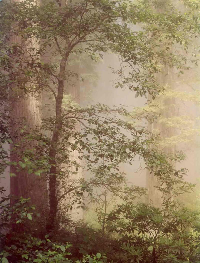 redwoods in summer fog, Del Norte, California, 1967